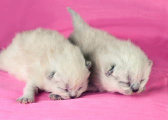 Adorable newborn blinding kittens on pink blanket