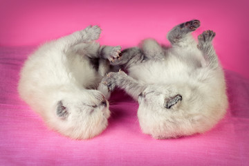 Adorable newborn blinding kittens on pink blanket
