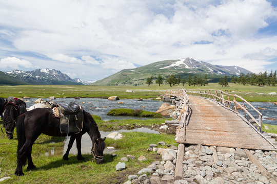 Horses resting in Mongolian Steppe