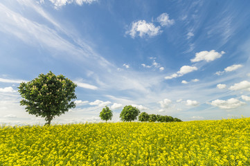 wiosenne pole kwitnącego rzepaku © Mike Mareen
