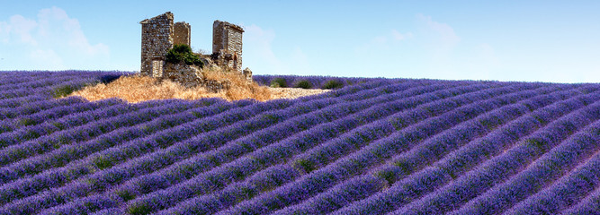 Panoramic view of lavender fields in Provence, France - 80191525
