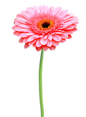 Beautiful red gerbera flower isolated on white background