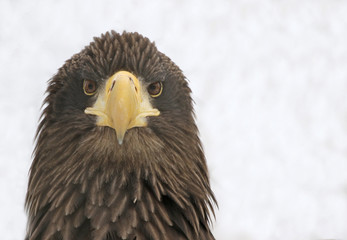 Steller's Sea Eagle Face-to-Face