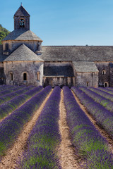 Blooming field of Lavender in front of Senanque, France