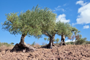Ancient olive trees - 80192389