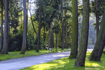 Sunny path in park
