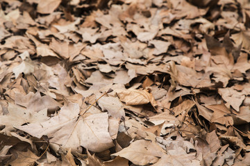 Many leaves on the ground