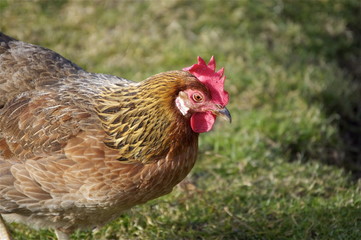 Glückliches braunes Huhn