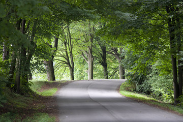 Road Avenue Trees