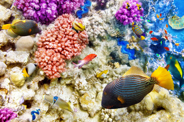 Underwater world with corals and tropical fish.