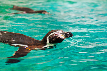 Fototapeta premium Penguins