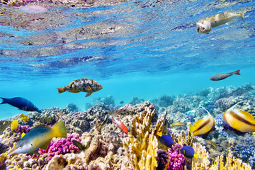 Fototapeta premium Underwater world with corals and tropical fish.
