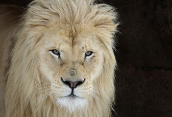 A White Lion (Panterha leo krugeri) staring at the camera..