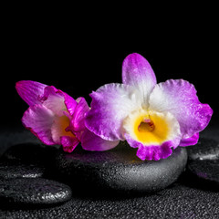 Naklejka premium spa concept of purple orchid dendrobium with drops on black zen