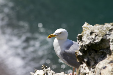 Étretat, Normandia, Gabbiano