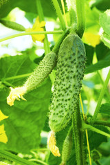 Cucumbers in greenhouse