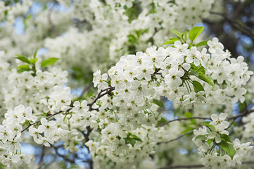 Cherry flowers