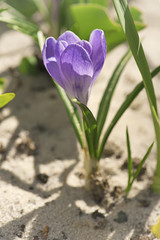 Fototapeta premium Crocus flower