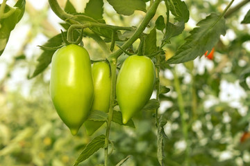 Green tomatoes in greenhouse