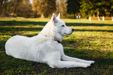 Purebred white siberian husky