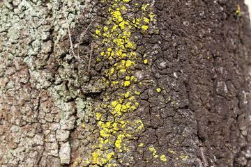 Bright green moss on tree