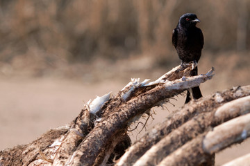 Fork tailed drongo