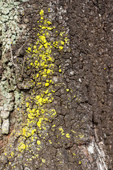 Bright green moss on tree