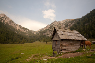 Fototapeta na wymiar pastures in alps