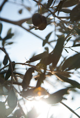 olive
