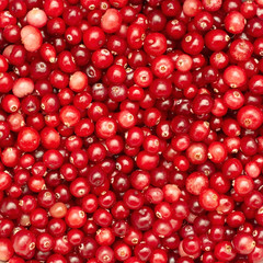 Many small cranberry berries