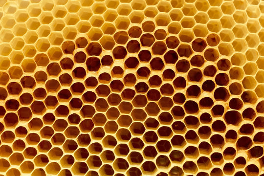 Fragment of honeycomb