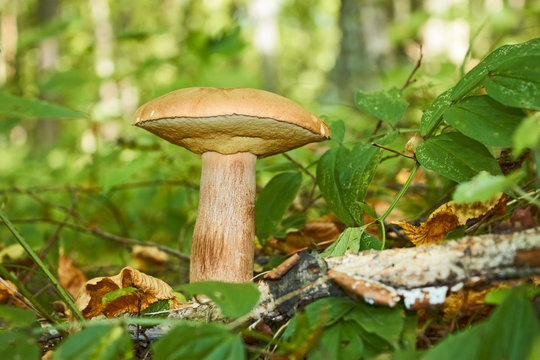 Cep mushroom, Latin name: Boletus edulis