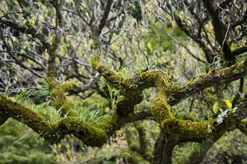 Fototapeta na wymiar Moss and branches in the forest