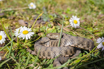 Snake,viper