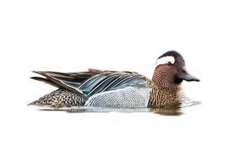 Garganey on white