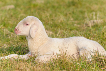 Naklejka premium portrait of lamb