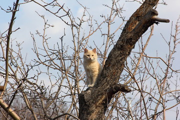 Cat on a tree