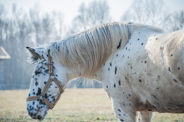 Portrait of horse