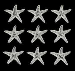 Fototapeta na wymiar stelle marine su sfondo nero