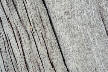 texture of bark wood