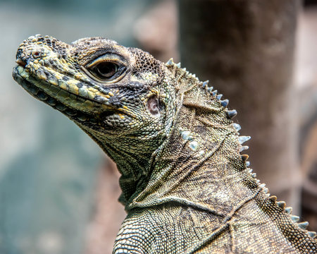 Australian water dragon