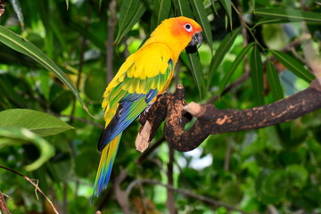 Fototapeta premium Sun Conure Parrot portrait