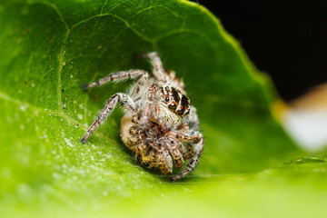  jumper spider on green leaf