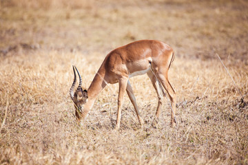 Lonely gazelle