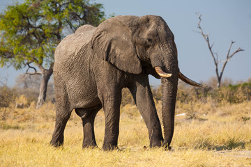 Fototapeta na wymiar Lonely elephant