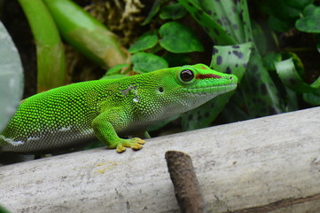 Madagasgar Day Geckko