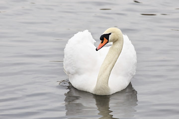 Fototapeta premium White Swans. Pond in the Moscow zoo.