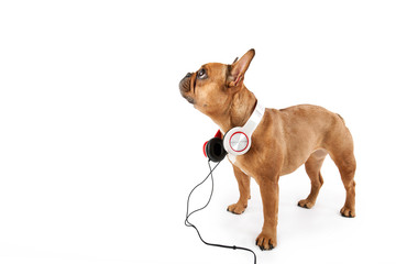 Hund mit Kopfh&ouml;rern