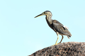 Bittern sitting on a rock.