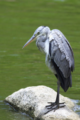 Grey heron near the pond.